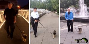 Training a puppy to walk on a leash - different stages of progress.