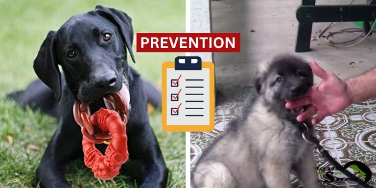 prevent chewing and biting in puppies