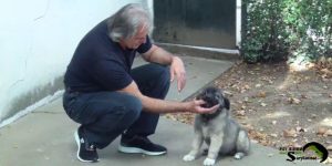 Breeder training a Sarplaninac puppy to stop biting fingers.