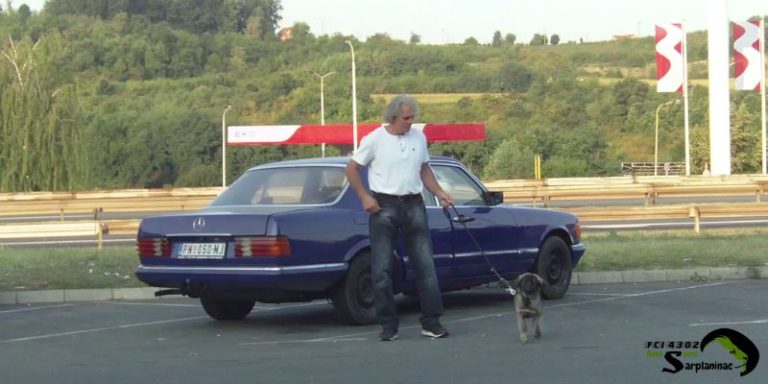 sarplaninac puppy traveling with car mercedes w126