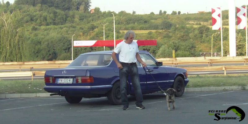 Sarplaninac puppy standing by a blue Mercedes-Benz W126 during a car travel break