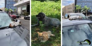 Sarplaninac puppy and cats peacefully relaxing together on a car and in the grass.