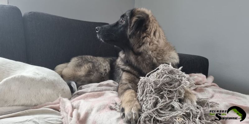 Sarplaninac puppy laying on a bed in a living room