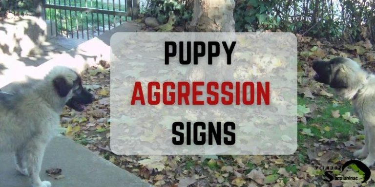 signs puppy aggression