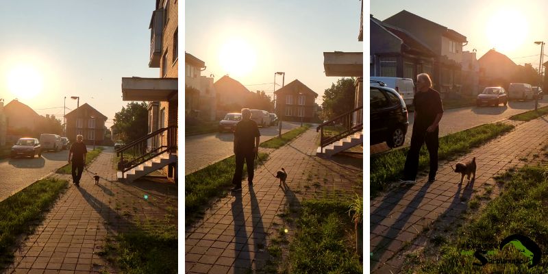 Breeder walking a puppy during sunrise to avoid hot pavement and summer heat.