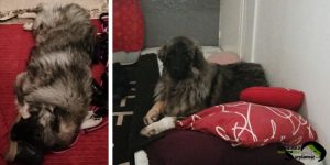 Big Sarplaninac puppy lying calmly on cushions inside the house.