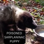 poisoned sarplaninac puppy