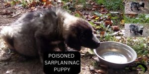 A small Sarplaninac puppy near a water bowl exhibiting symptoms of poisoning in the yard.