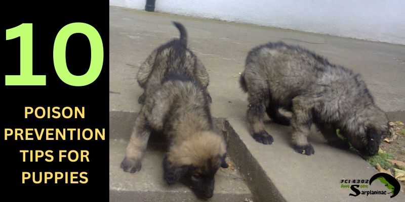 Two Sarplaninac puppies exploring the ground outdoors.