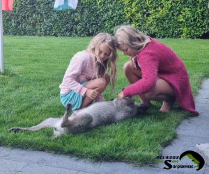 A teenage girl and a younger child playing on the grass with a Sarplaninac puppy, showing a stable and socialized temperament.