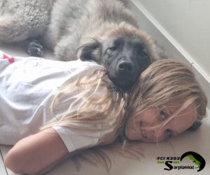 Stable temperament proof: A girl lying down with a Sarplaninac puppy resting its head on her back.