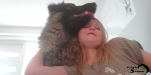 A little girl affectionately hugging a large Sarplaninac dog that is resting its head on her.
