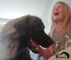 A blond little girl laughing out loud while sitting next to a happy Sarplaninac dog.