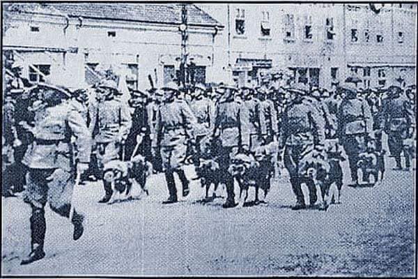group of serbian soldiers with sarplaninacs