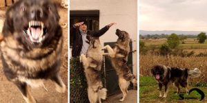 ideal sarplaninac temperament explanation