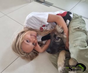 Stable temperament proof: Child lying on a calm Sarplaninac.