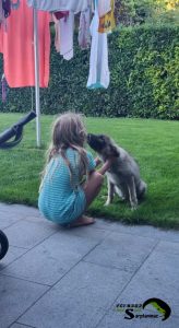 Sarplaninac puppy showing calm behavior and trust while interacting with a child.