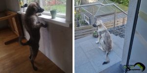 Sarplaninac puppy as a family pet looking through a window and sitting on a terrace.