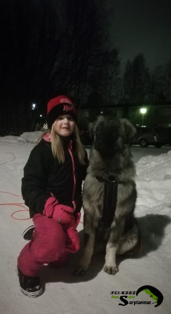 winter time girl and sarplaninac dog