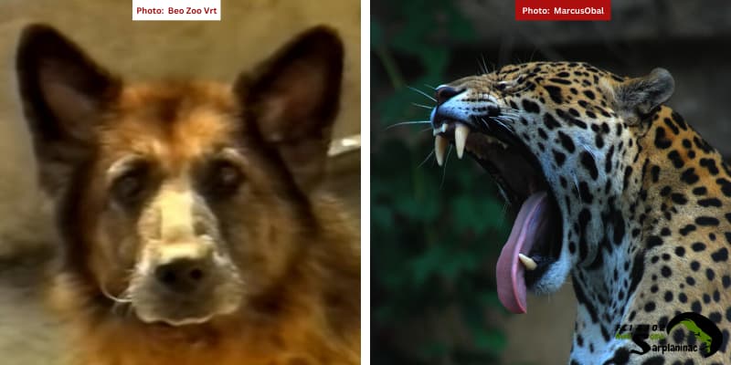 German Shepherd Gabi and a jaguar side by side.