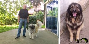 dog friendly behavior