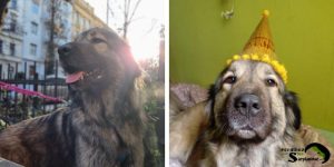 Mara the Sarplaninac - a heartwarming rescue story of love, courage, and resilience.