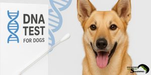 Dog DNA test kit and cheek swab illustration for genetic health screening.