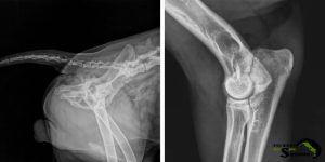 Comparative X-ray showing dog hip and elbow dysplasia for scientific analysis of joint health.