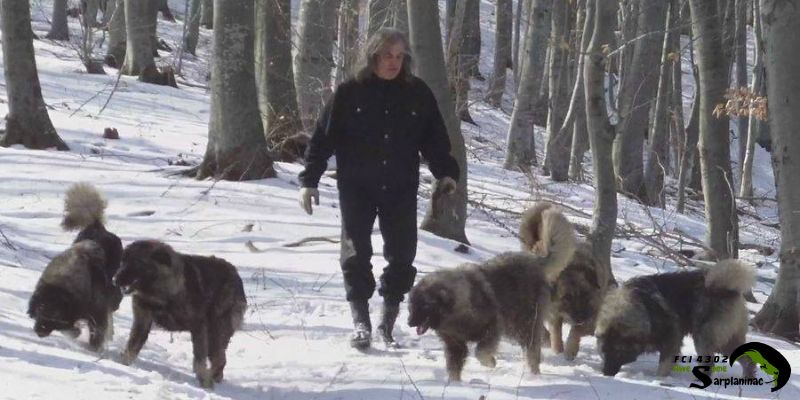 Man walking with a pack of powerful mountain dogs in the snow, demonstrating dog size and strength in natural environment.
