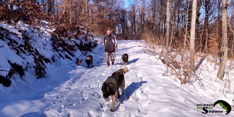 Breeder walking three Sarplaninac dogs on a snowy forest trail to demonstrate their need for long daily walks and exercise.