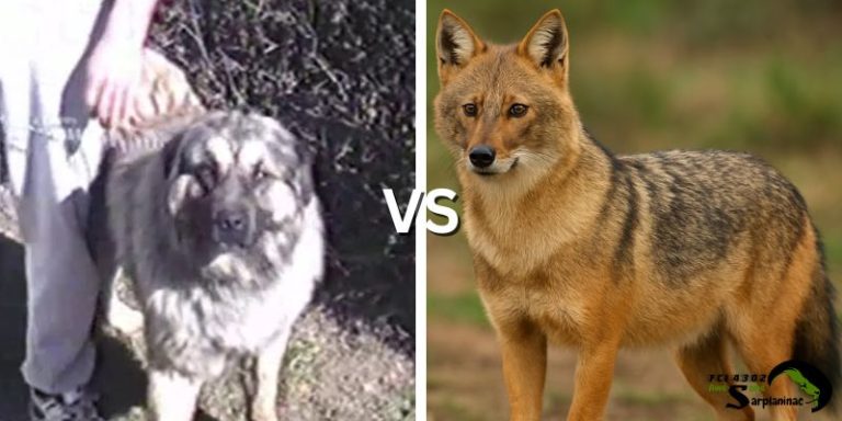 sarplaninac dogs vs jackals