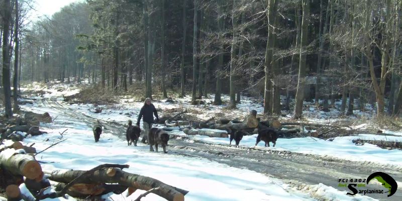 Sarplaninac dogs hiking with their breeder through a snowy forest on Juhor mountain.