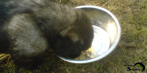 2 month old female shepherd puppy eating food from bowl