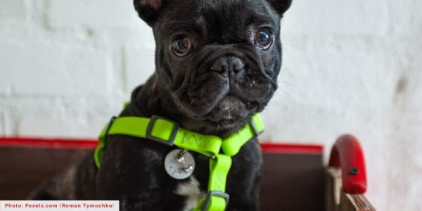 Black French Bulldog Puppy Wearing Dog Harness