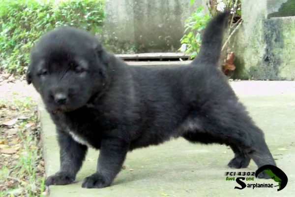 An almost black Sarplaninac puppy in a solid stance, showing the strong bones and alert nature of a future livestock guardian and family protector.