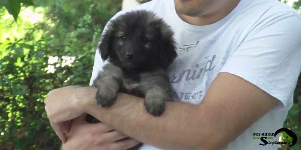 Cute puppy being held in arms, looking calm and safe.