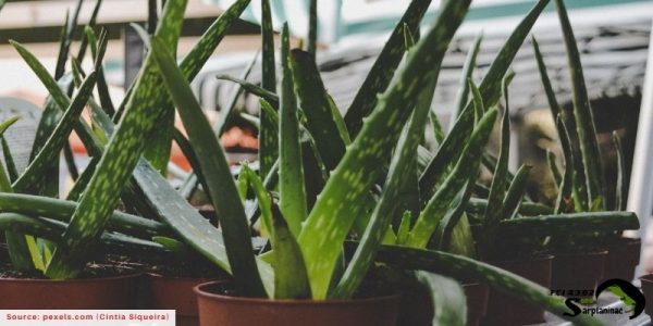A close-up of green Aloe Vera plants in brown pots showing the sharp leaves that can cause tremors in dogs.
