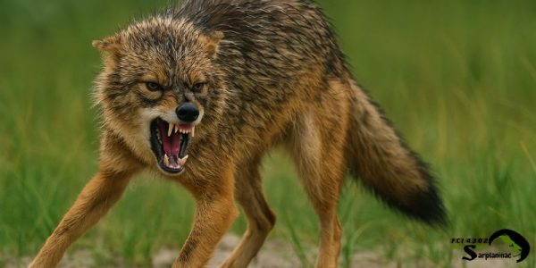 angry jackal