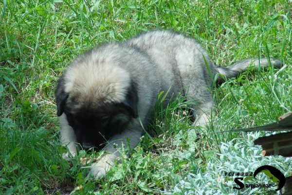 Puppy belly touching the ground in thick vegetation during field exploration.