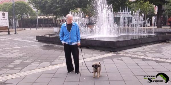 Socializing a Sarplaninac puppy in a busy city area near a fountain.
