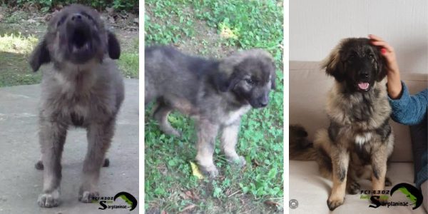 Three Sarplaninac puppies showing different stages of growth and calm behavior during training.