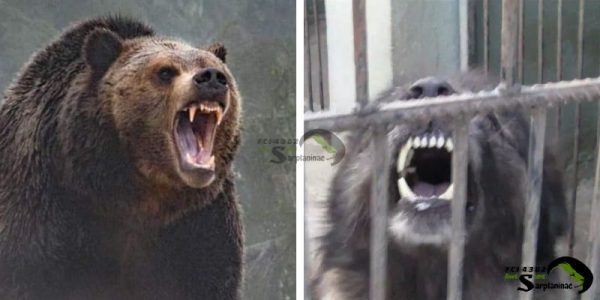 bear vs shepherd dog