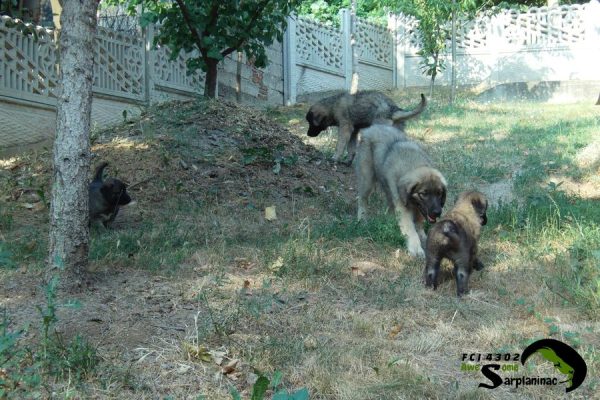 On a steep dirt slope next to a tree, a group of 4 puppies moves along a concrete fence in a large outdoor area.