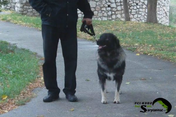 Medium-sized guard dog standing on leash next to handler
