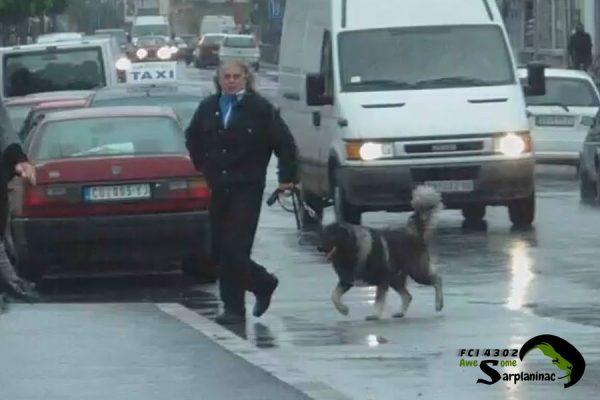 Dark Grey dog Ben Hur crossing street in Cuprija on rainy day