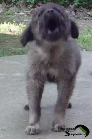 A young shepherd puppy barking, used to illustrate the critical moment when an owner should seek a professional handler to correct habits before they become permanent.