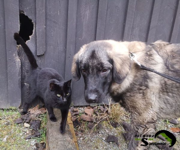 black cat and female sarplaninac