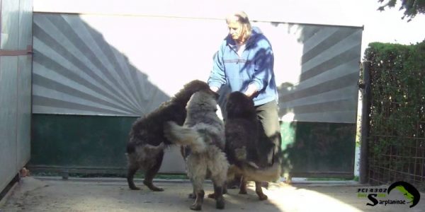 breeder plays with shepherd dogs