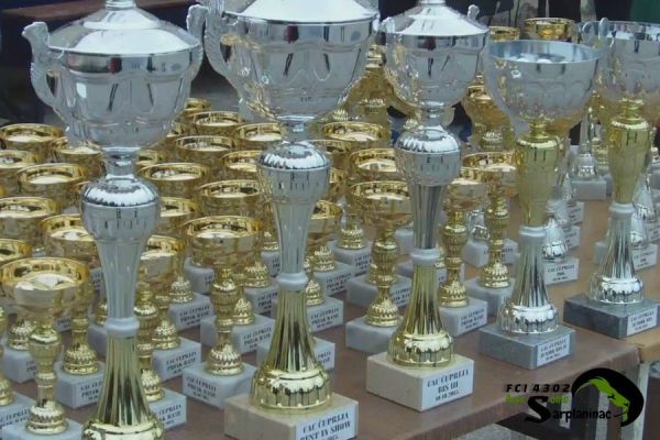 Small Dog Show Trophies in Cuprija