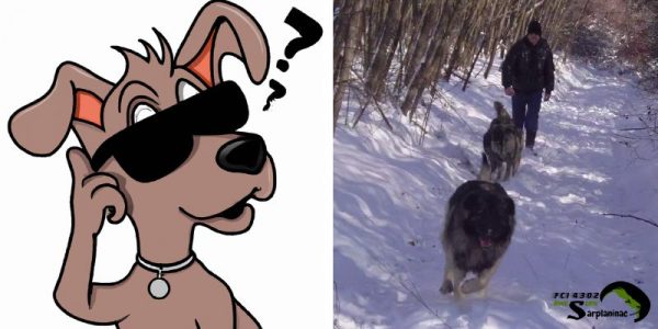 Illustration of a confused dog next to a photo of Sarplaninac dogs following a owner through the snow.